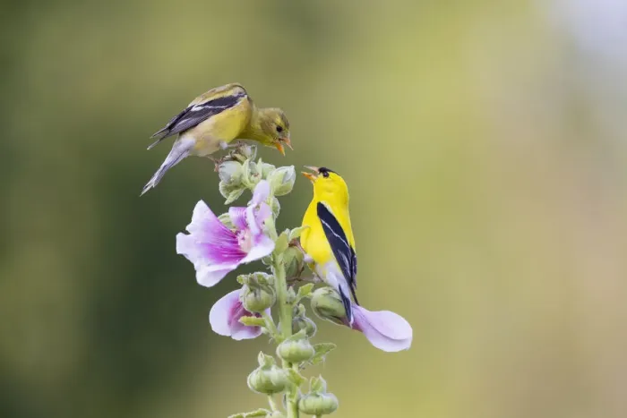 Framed Print : American goldfinch male and female on hollyhock, Marion County, Illinois Framed Print : American goldfinch male and female on hollyhock, Marion County, Illinois