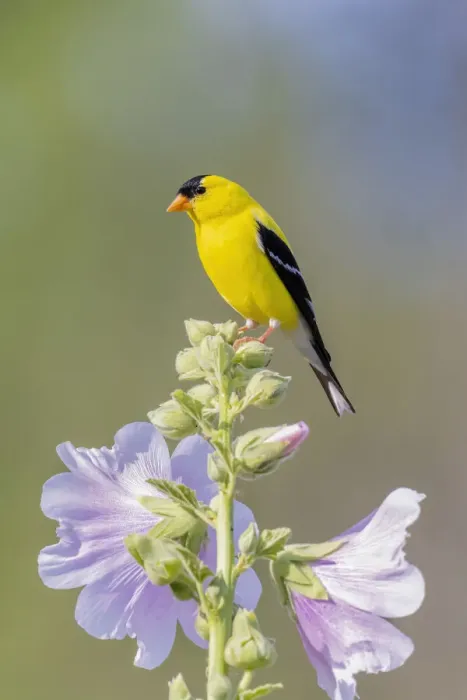 Framed Print : American goldfinch male on hollyhock, Marion County, Illinois Framed Print : American goldfinch male on hollyhock, Marion County, Illinois