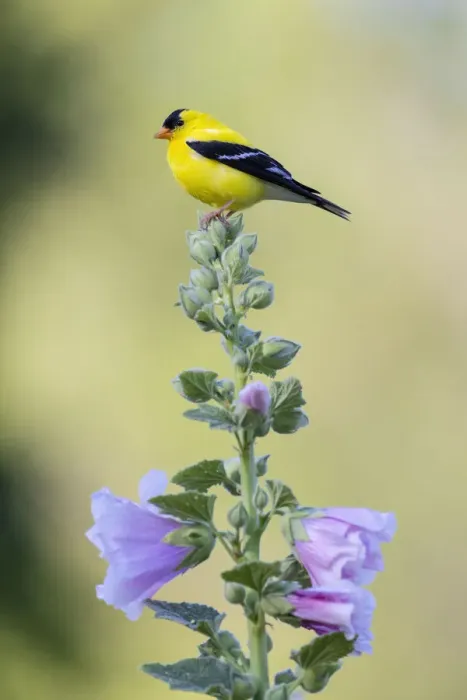 Framed Print : American goldfinch male on hollyhock, Marion County, Illinois Framed Print : American goldfinch male on hollyhock, Marion County, Illinois