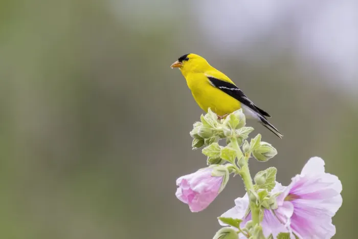 Framed Print : American goldfinch male on hollyhock, Marion County, Illinois Framed Print : American goldfinch male on hollyhock, Marion County, Illinois
