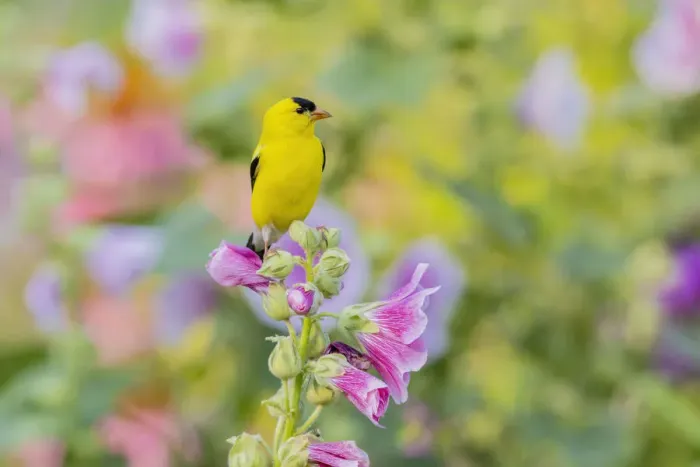 Framed Print : American goldfinch male on hollyhock, Marion County, Illinois Framed Print : American goldfinch male on hollyhock, Marion County, Illinois