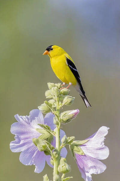 American goldfinch male on hollyhock, Marion County, Illinois