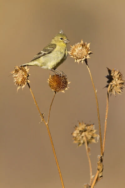 American Goldfinch (Spinus tristis) feeding on wild sunflower seeds, New Mexico