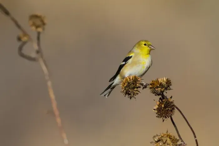 Framed Print : American Goldfinch (Spinus tristis) feeding on sunflower seeds