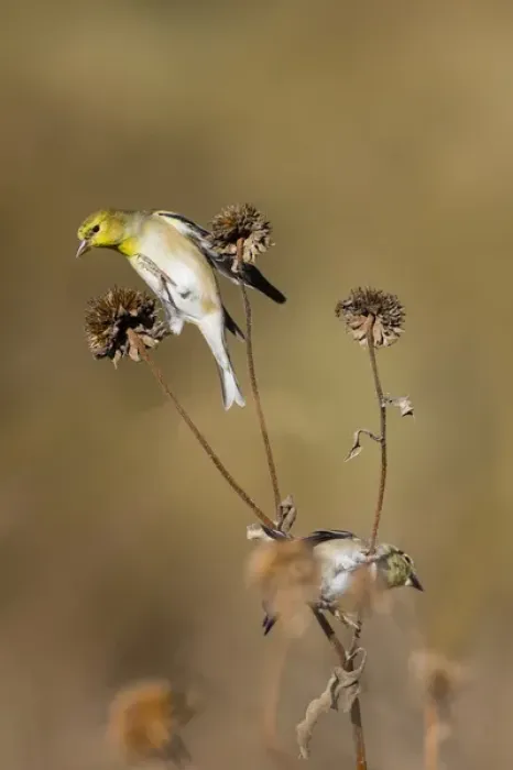 Framed Print : American Goldfinch (Spinus tristis) feeding on sunflower seeds
