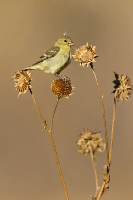 Framed Print : American Goldfinch (Spinus tristis) feeding on wild sunflower seeds, New Mexico Framed Print : American Goldfinch (Spinus tristis) feeding on wild sunflower seeds, New Mexico