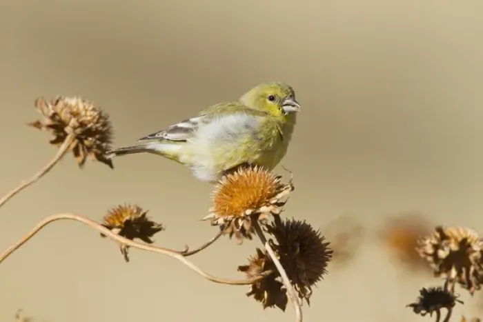 Framed Print : American Goldfinch (Spinus tristis) feeding on wild sunflower seeds, New Mexico