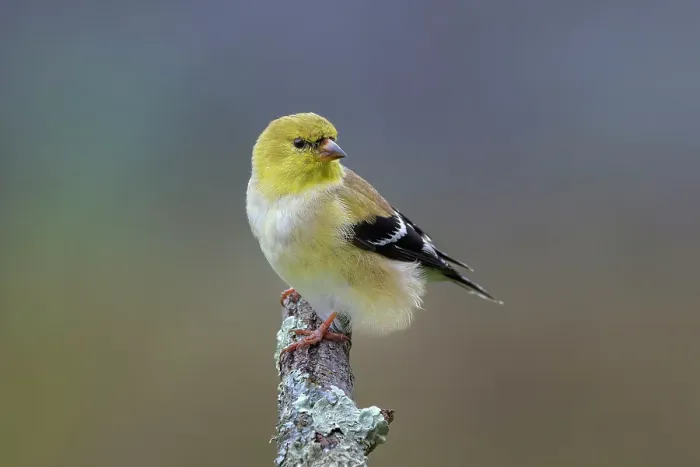 Framed Print : American goldfinch transitioning from winter to breeding plumage, Kentucky Framed Print : American goldfinch transitioning from winter to breeding plumage, Kentucky