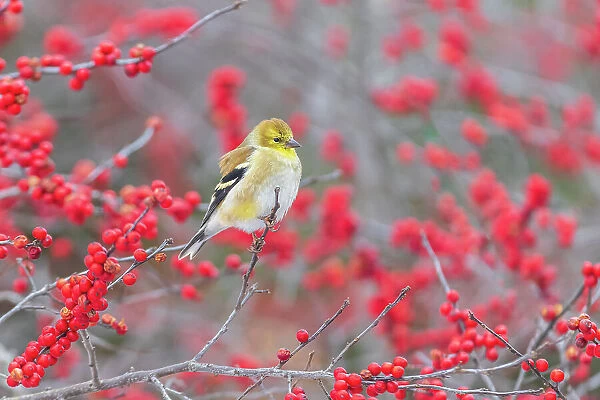 American Goldfinch in winter plumage in Winterberry bush, Marion County, Illinois