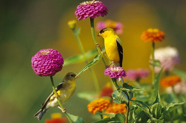 American Goldfinches (Carduelis tristis) male & female on Zinnias in garden, Marion Co