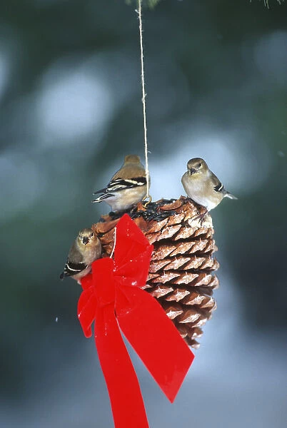 American Goldfinches (Carduelis tristis) eating seeds on pine cone in winter Marion Co
