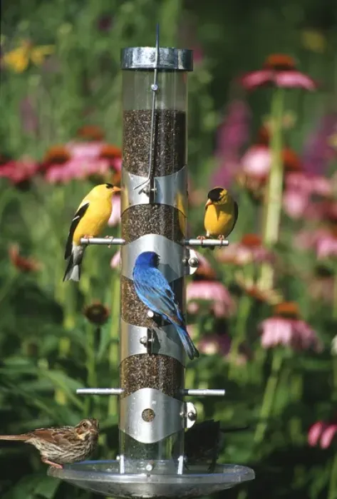 Framed Print : American Goldfinches (Carduelis tristis) males, Indigo Bunting ( Passerina cyanea) male Framed Print : American Goldfinches (Carduelis tristis) males, Indigo Bunting ( Passerina cyanea) male
