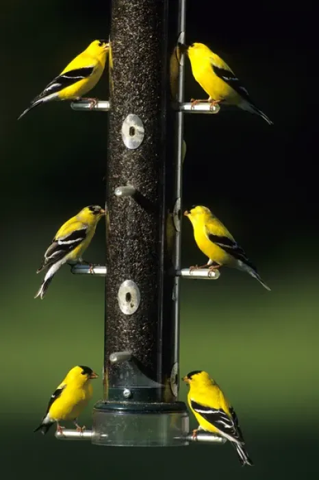 Framed Print : American Goldfinches (Carduelis tristis) males on thistle feeder, Marion Co. IL Framed Print : American Goldfinches (Carduelis tristis) males on thistle feeder, Marion Co. IL