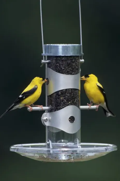Framed Print : American Goldfinches (Carduelis tristis) males at tube feeder, Marion Co. IL Framed Print : American Goldfinches (Carduelis tristis) males at tube feeder, Marion Co. IL