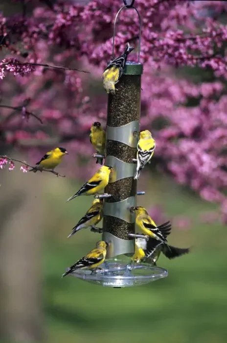 Framed Print : American Goldfinches (Carduelis tristis) on nyjer / thistle tube feeder in Redbud tree, Marion Co Framed Print : American Goldfinches (Carduelis tristis) on nyjer / thistle tube feeder in Redbud tree, Marion Co