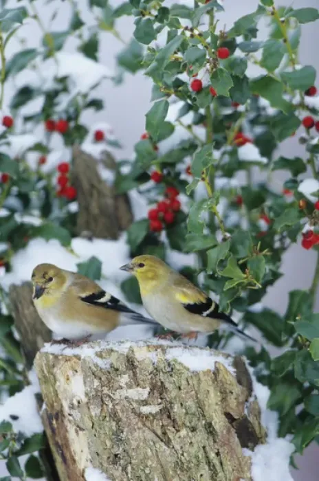 Framed Print : American Goldfinches (Carduelis tristis) on stump near China Holly (Ilex cornuta) in winter Framed Print : American Goldfinches (Carduelis tristis) on stump near China Holly (Ilex cornuta) in winter