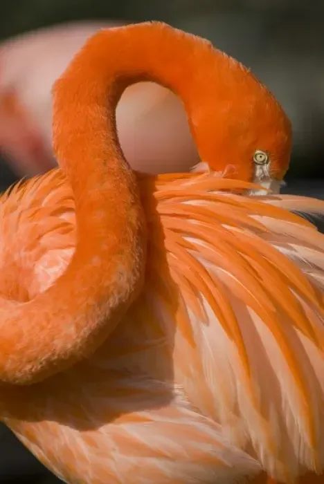 Framed Print : American Greater Flamingo (Phoenicopterus ruber) Preening form sinuous and sculptural Framed Print : American Greater Flamingo (Phoenicopterus ruber) Preening form sinuous and sculptural