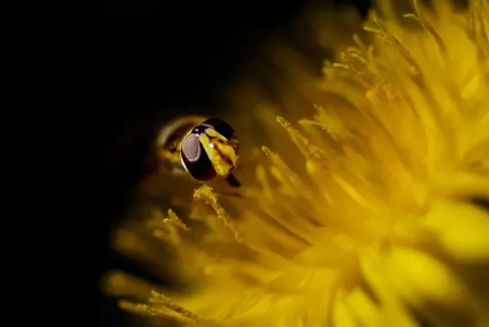 Framed Print : American Hover Fly, Metasyrphus americanus, on common danedlion, Taraxacum officinale Framed Print : American Hover Fly, Metasyrphus americanus, on common danedlion, Taraxacum officinale