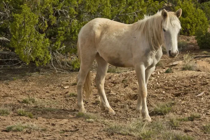 Framed Print : American Indian pony, Canyon de Chelly, Chinle, Arizona, USA Framed Print : American Indian pony, Canyon de Chelly, Chinle, Arizona, USA