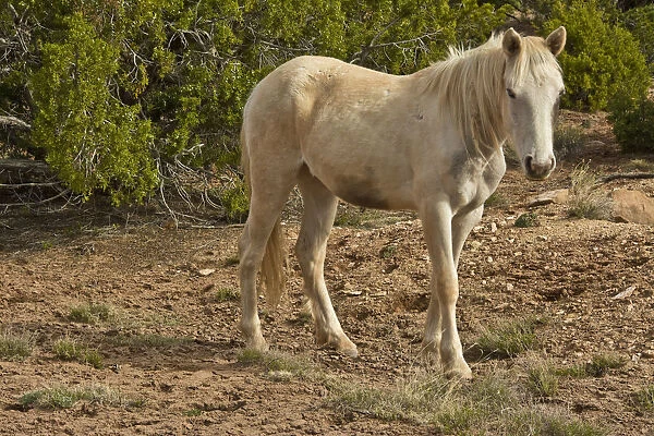 American Indian pony, Canyon de Chelly, Chinle, Arizona, USA