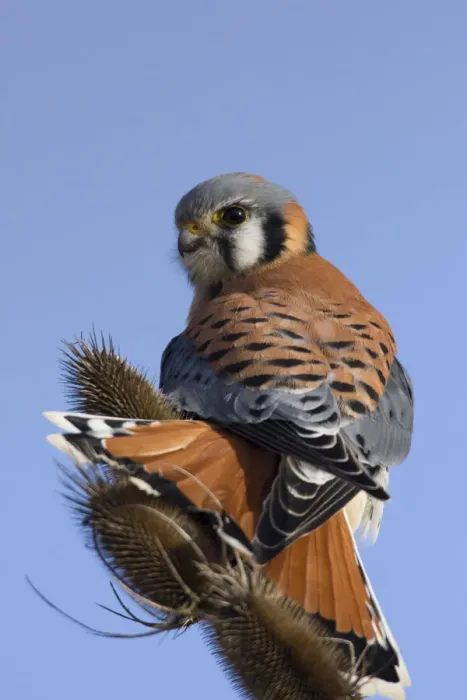 Framed Print : American Kestrel Framed Print : American Kestrel