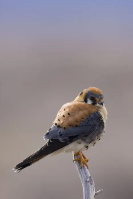 Framed Print : American Kestrel Framed Print : American Kestrel