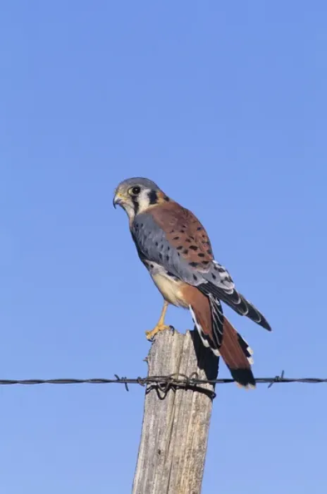 Framed Print : American kestrel (Falco sparverius) male on fence post, Colorado