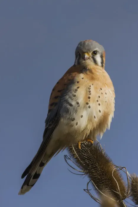 Framed Print : American Kestrel (male) Framed Print : American Kestrel (male)