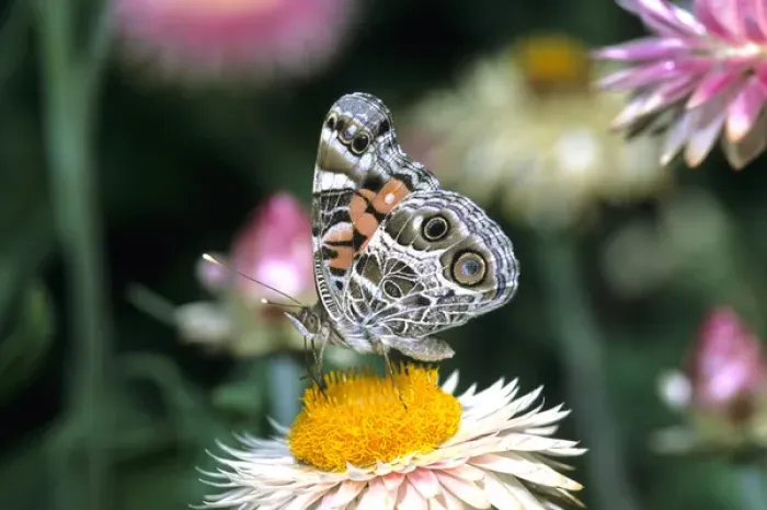 Framed Print : American Lady butterfly (Vanessa virginiensis) on Outback Paper Daisy (Bracteantha Framed Print : American Lady butterfly (Vanessa virginiensis) on Outback Paper Daisy (Bracteantha
