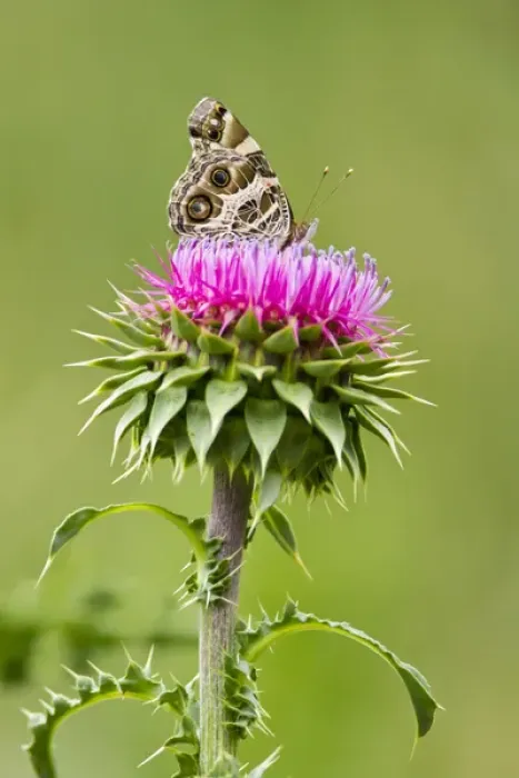 Framed Print : American Lady (Vanessa virginiensis) feeding at blooms on bull thistle, spring Framed Print : American Lady (Vanessa virginiensis) feeding at blooms on bull thistle, spring