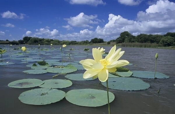 American Lotus (Nelumbo lutea), blooming, Welder Wildlife Refuge, Rockport, Texas