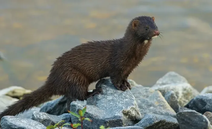 Framed Print : American mink pauses for a moment while foraging along a river bank in the arctic country Framed Print : American mink pauses for a moment while foraging along a river bank in the arctic country