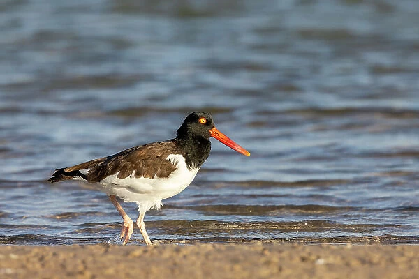 American oyster catcher in Fort DeSoto State Park, Florida, USA