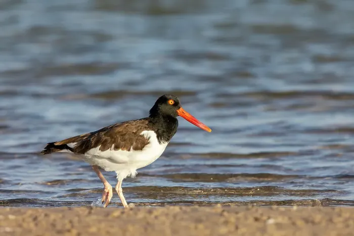 Framed Print : American oyster catcher in Fort DeSoto State Park, Florida, USA Framed Print : American oyster catcher in Fort DeSoto State Park, Florida, USA