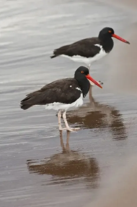 Framed Print : American Oystercatcher (Haematopus palliatus). Santiago Island, Galapagos Islands, Ecuador Framed Print : American Oystercatcher (Haematopus palliatus). Santiago Island, Galapagos Islands, Ecuador