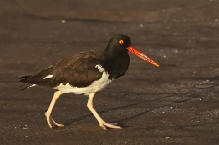 Framed Print : American Oystercatcher (Haematopus palliatus). Santiago Island, Galapagos Islands, Ecuador