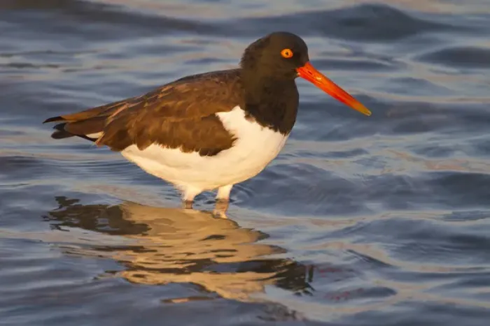 Framed Print : American Oystercatcher (Haematopus palliatus) adult feeding Framed Print : American Oystercatcher (Haematopus palliatus) adult feeding