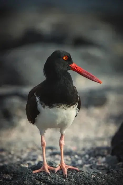 Framed Print : American Oystercatcher (Haematopus palliatus galapagensis) GALAPAGOS ISLANDS Framed Print : American Oystercatcher (Haematopus palliatus galapagensis) GALAPAGOS ISLANDS