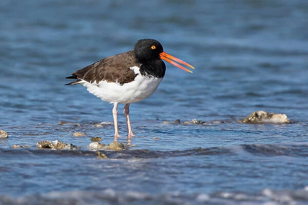 American oystercatcher on oyster reef