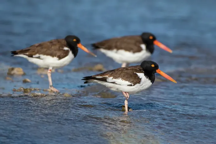Framed Print : American oystercatcher on oyster reef Framed Print : American oystercatcher on oyster reef