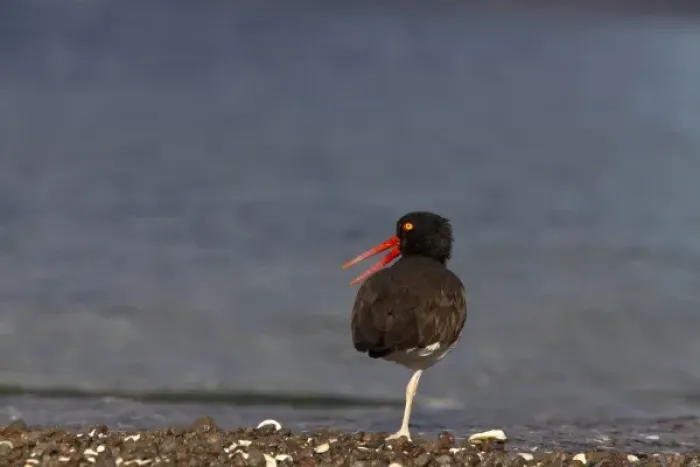 Framed Print : American oystercatcher along the shoreline of Isla Carmen in the Gulf of California
