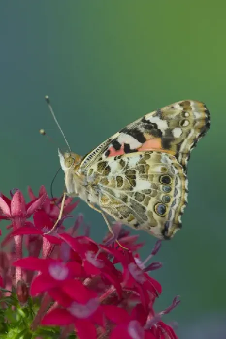 Framed Print : American Painted Lady Butterfly Framed Print : American Painted Lady Butterfly