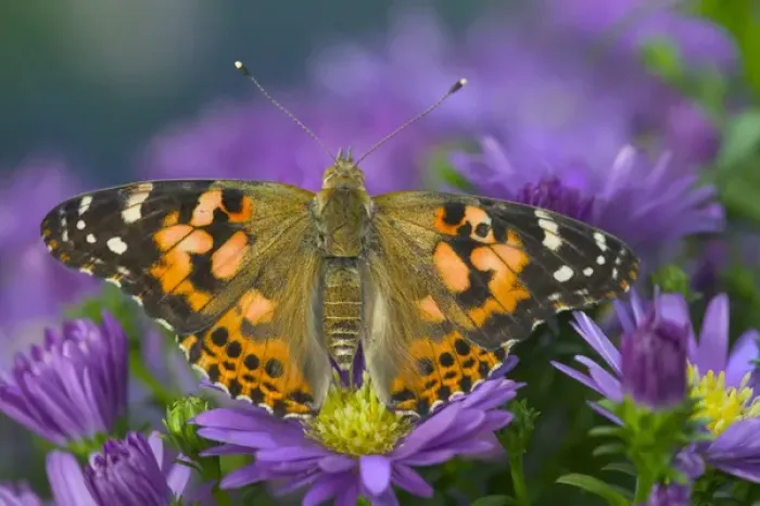 Framed Print : American Painted Lady Butterfly Framed Print : American Painted Lady Butterfly