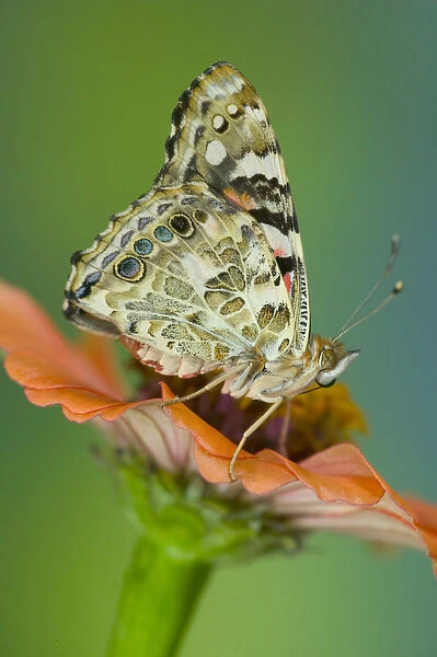 American Painted Lady Butterfly