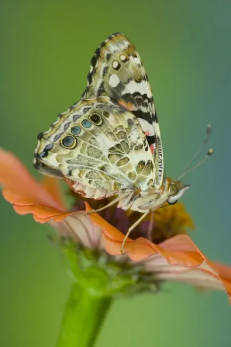 Framed Print : American Painted Lady Butterfly Framed Print : American Painted Lady Butterfly