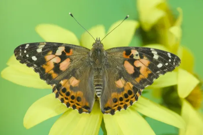 Framed Print : American Painted Lady Butterfly Framed Print : American Painted Lady Butterfly