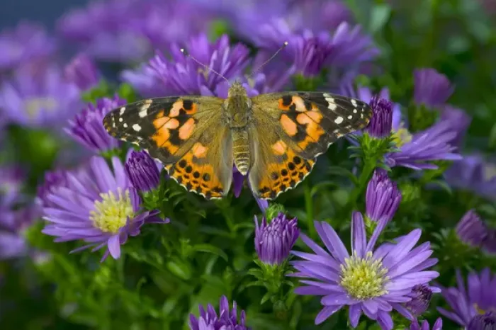 Framed Print : American Painted Lady Butterfly, Vanessa virginiensis Framed Print : American Painted Lady Butterfly, Vanessa virginiensis