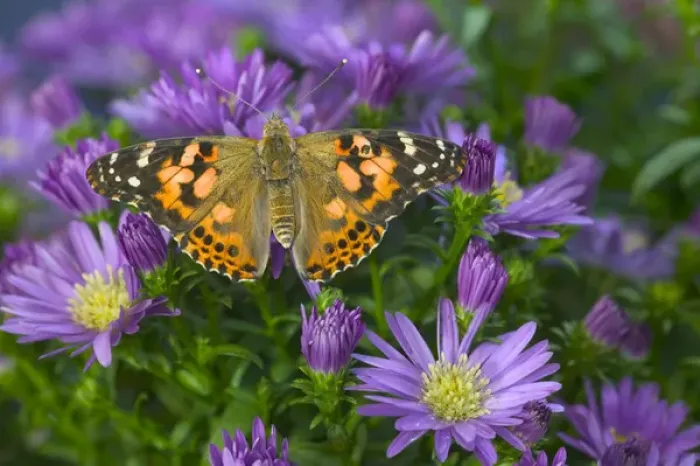 Framed Print : American Painted Lady Butterfly, Vanessa virginiensis Framed Print : American Painted Lady Butterfly, Vanessa virginiensis