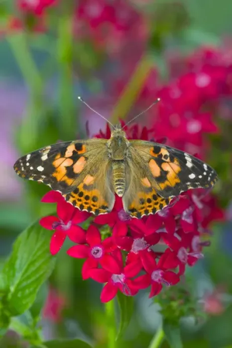 Framed Print : American Painted Lady Butterfly, Vanessa virginiensis Framed Print : American Painted Lady Butterfly, Vanessa virginiensis