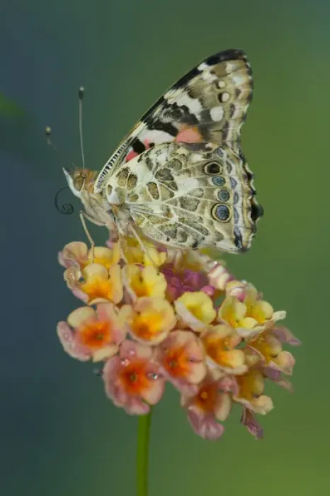Framed Print : American Painted Lady Butterfly, Vanessa virginiensis Framed Print : American Painted Lady Butterfly, Vanessa virginiensis
